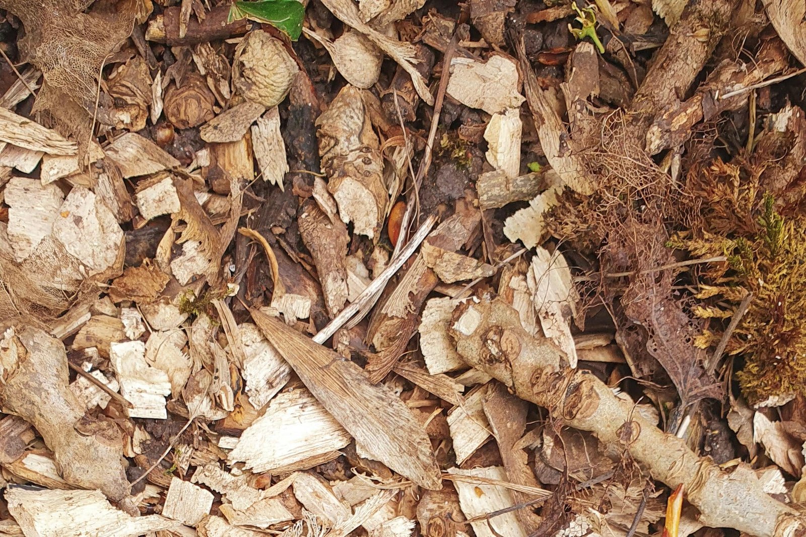 service-1 Close-up of forest floor covered in leaves and wood chips, featuring a small shell.