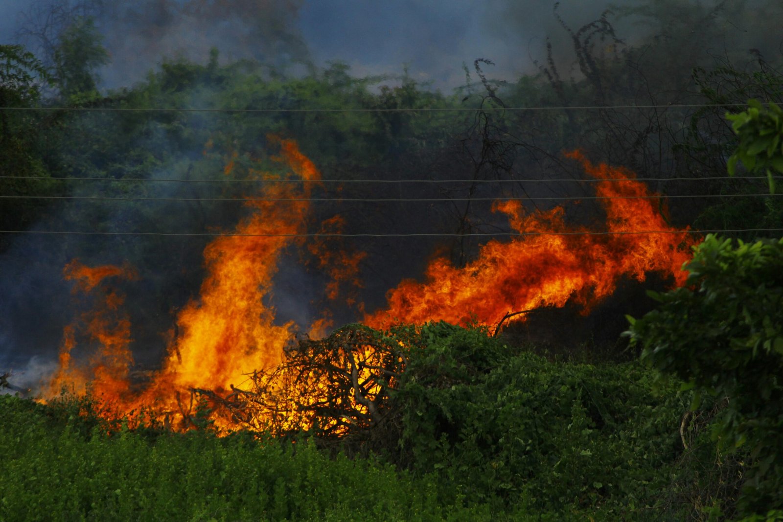 service-1 A dramatic scene of a forest fire engulfing vegetation with intense flames and smoke.