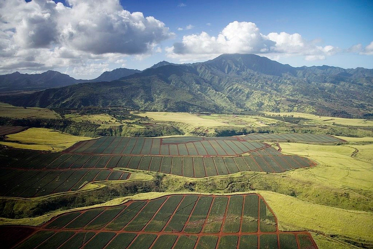 service-1 pineapple fields, hawaii, landscape, country, countryside, nature, rural, mountains, tropics, agriculture, farm