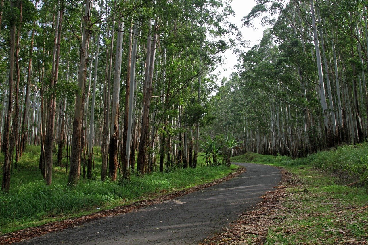 service-1 woods, forest, trees, path, outdoors, hawaii, trunks, big island, green island, nature, green path